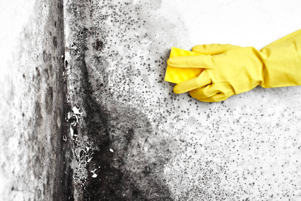 Best Mold Cleaning Services  in Crescent, OK