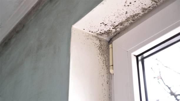 Best Emergency Mold Removal  in Crescent, OK