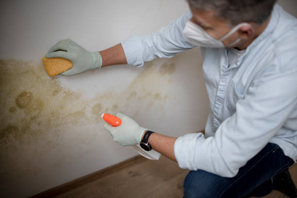 Trusted Crescent, OK Mold Removal Experts